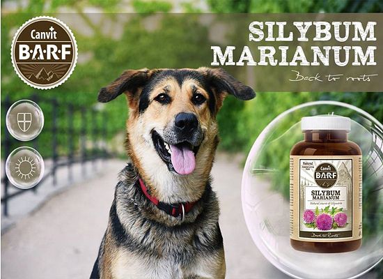 Silybum Marianum
