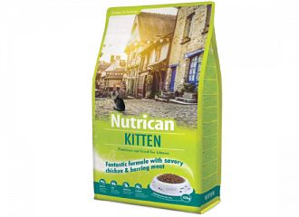 Kitten